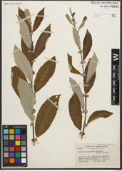 Foto von Salix scouleriana Barratt ex Hook.